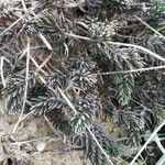 Sedum sediforme Hoja
