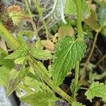 Agastache rugosa Likasa