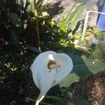 Zantedeschia aethiopica Flor