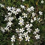 Arenaria grandiflora Flor