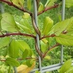 Lonicera japonica Bark