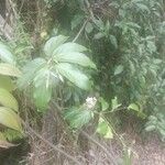 Hiptage benghalensis Květ