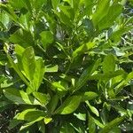 Atractocarpus fitzalanii 葉