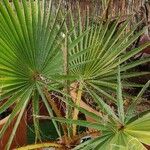 Washingtonia robusta পাতা