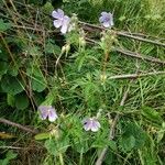 Geranium pratenseBlad