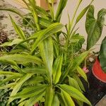 Dracaena brauniiLeaf