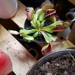 Dionaea muscipula List