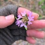 Scabiosa atropurpureaKvět