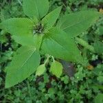 Helianthus annuusLeaf