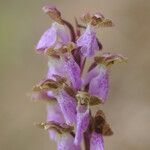 Orchis spitzelii Квітка