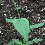 Persicaria orientalis Lapas