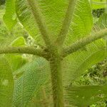 Miconia octona Leaf