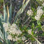 Ceanothus herbaceus Hábito