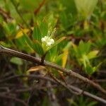 Ernodea littoralis बार्क (छाल)