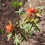 Euphorbia griffithii Flor