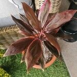 Cordyline fruticosaÇiçek