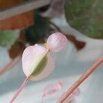 Begonia erythrophylla Flower