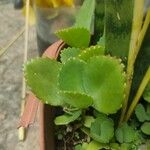 Kalanchoe laetivirensLeaf