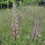 Himantoglossum adriaticum Flower