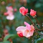 Rosa abietina