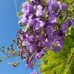 Jacaranda mimosifoliaКвітка