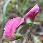 Lathyrus sylvestris ফুল