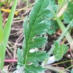 Erodium botrys Hoja