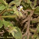 Trichodesma africanum Hábito