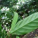 Guarea glabra Leaf