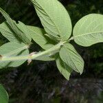 Desmodium maxonii Leaf
