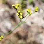 Bupleurum praealtum Floare