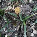Carex caryophyllea Flower