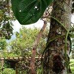 Dioscorea bulbifera Habitat