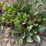 Limonium bellidifolium List