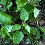 Pilea pumila Folha