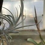 Tillandsia mitlaensis Leaf