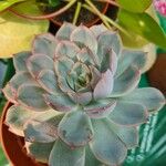 Echeveria colorata Leaf