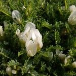 Astragalus angustifolius Fiore