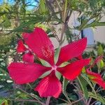 Hibiscus coccineus Flower