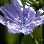 Cichorium pumilum 花