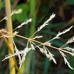 Agrostis stolonifera Çiçek