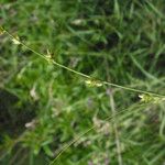 Carex distachya Цвят