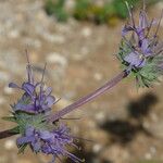 Salvia leucophylla फूल