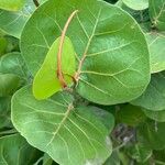 Coccoloba uvifera Meyve