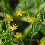 Hypericum mutilum फूल