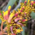 Palicourea rigida Flower