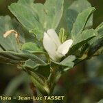 Trigonella foenum-graecum Blüte