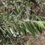 Salix laevigata Leaf