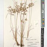 Cyperus xantholepis Other
