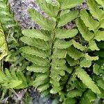 Asplenium marinum Leaf